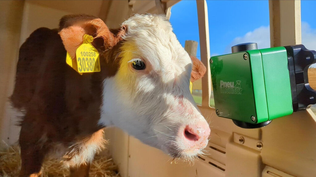 AI System Targets Costly Cattle Pneumonia With Early Detection Tech