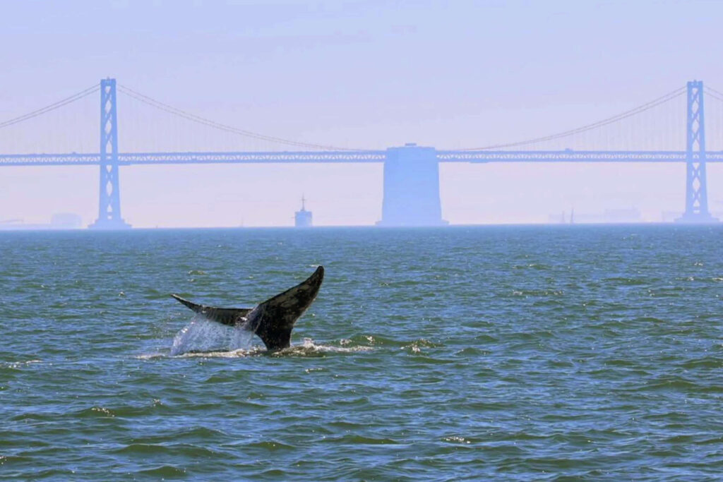 California Deploys AI To Combat Surging Whale Deaths In San Francisco Bay